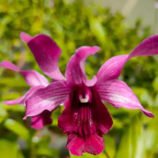 Dendrobium (DS-041)