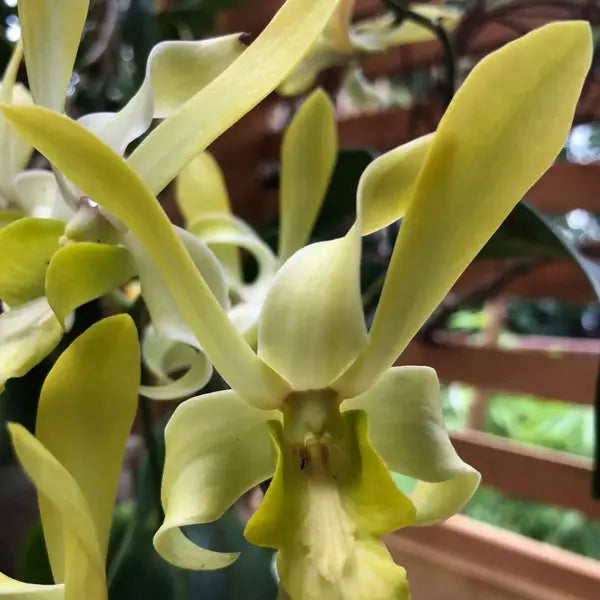 Dendrobium (DS-045)