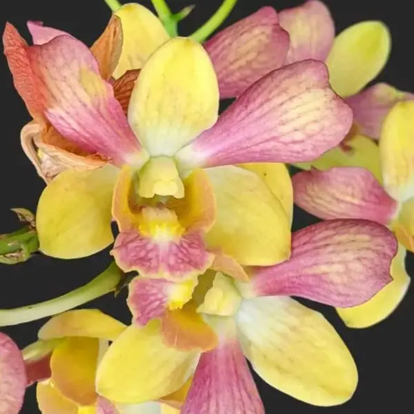 Dendrobium (DS-046)