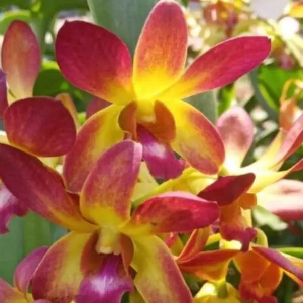 Dendrobium (DS-047)
