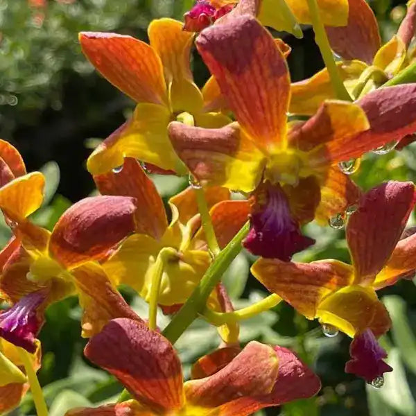 Dendrobium (DS-048)