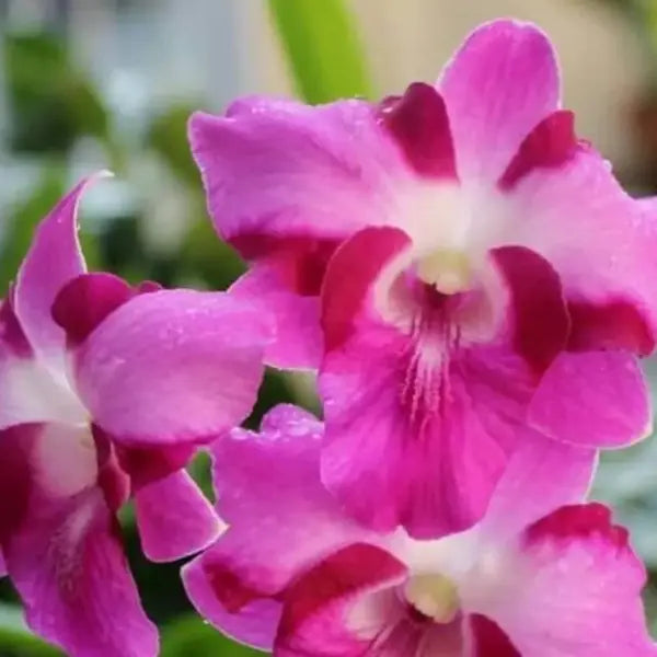 Dendrobium (DS-070)