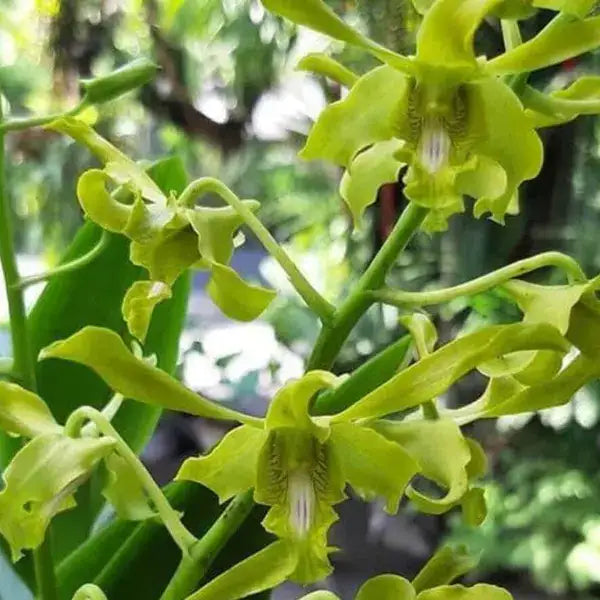 Dendrobium (DS-017)