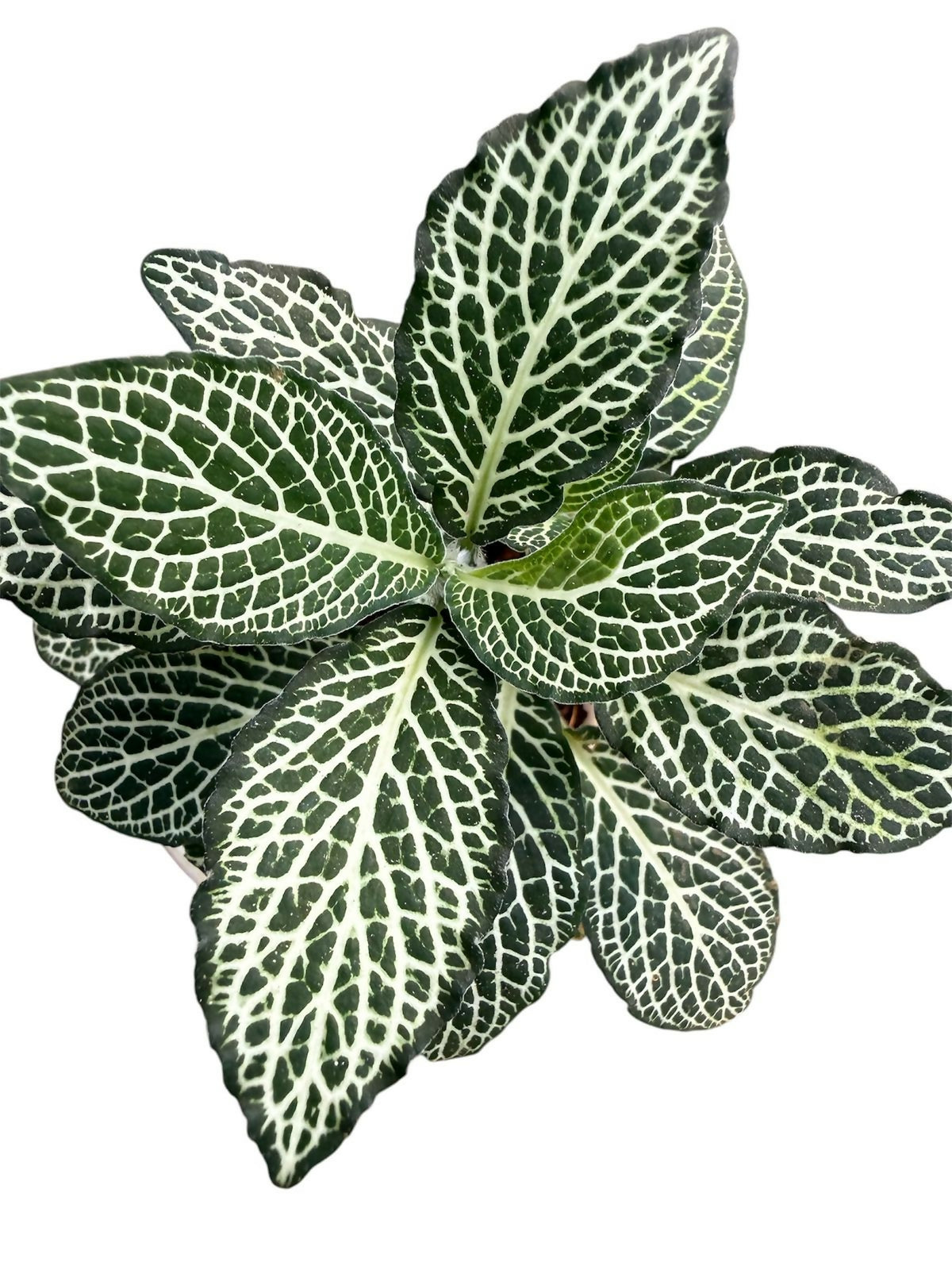 Fittonia