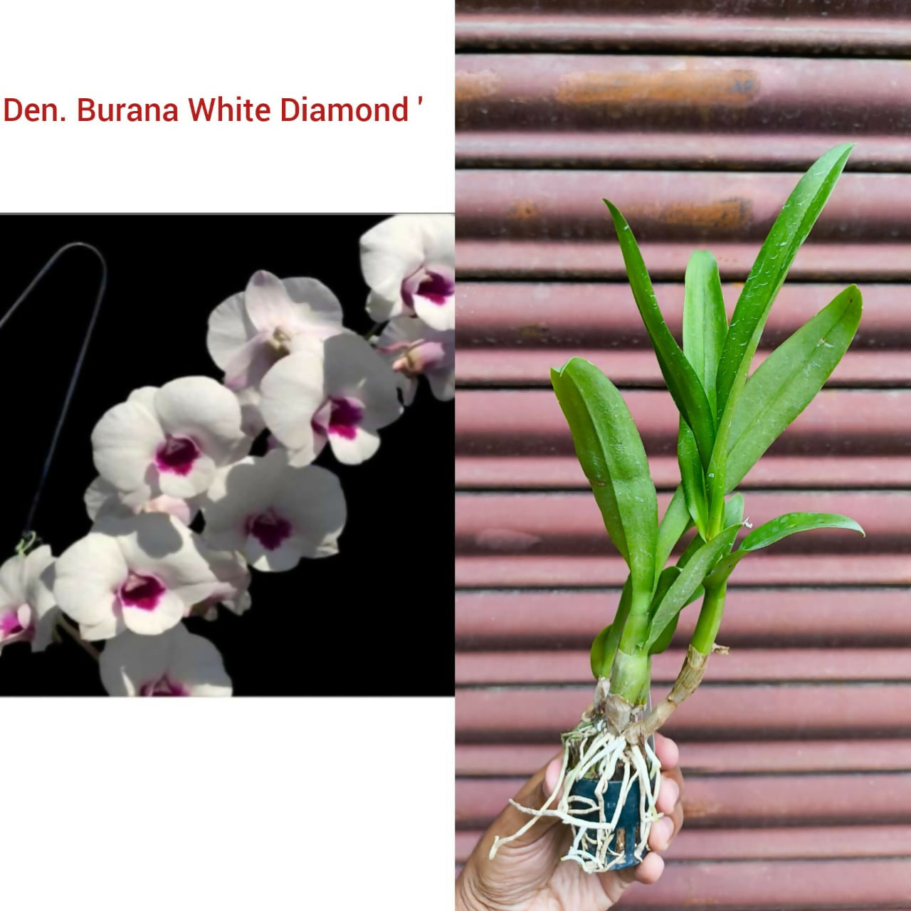 Dendrobium Orchid Burana White Diamond