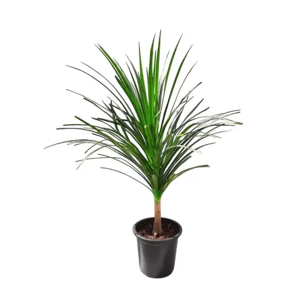 Dracaena Draco Tree