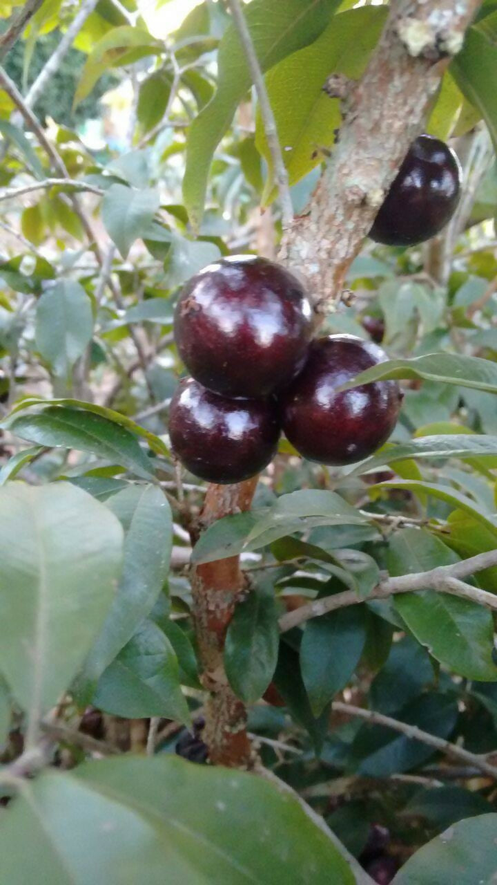 Jaboticaba Z4