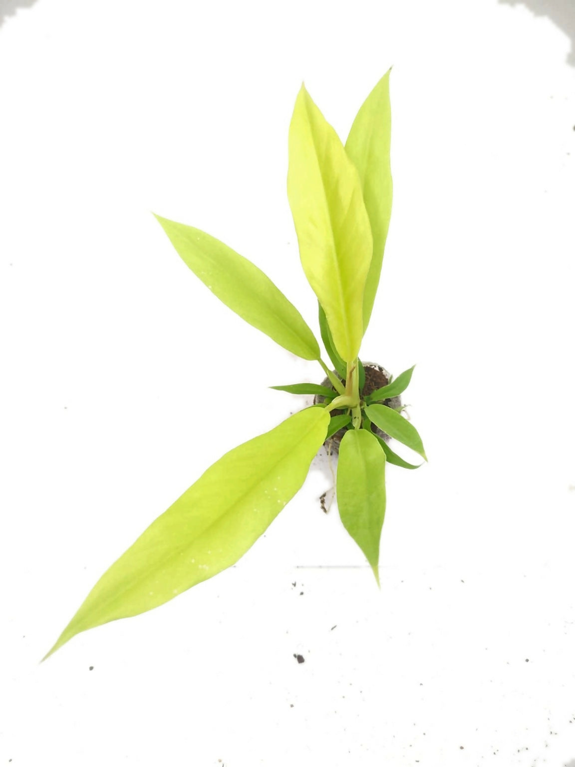 Philodendron Ring of Fire Gold – TC Plant - Ethereal DNA