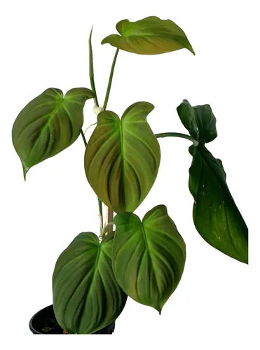 camposportoanum philodendron Philodendron camposportoanum – Foliages.in