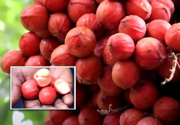 Mooty Fruit Plant (Baccaurea Courtallensis)