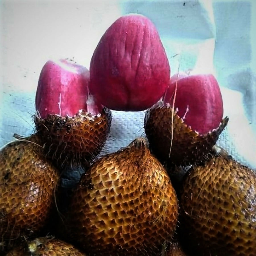 Red Salak fruit (Salacca Zalacca)
