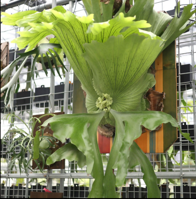 Platycerium wandae (Queen Staghorn Fern)