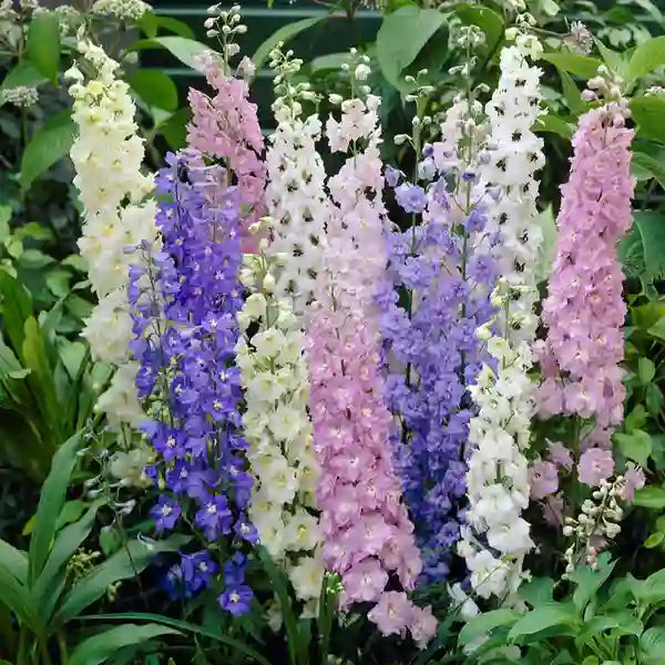 Larkspur - Seeds