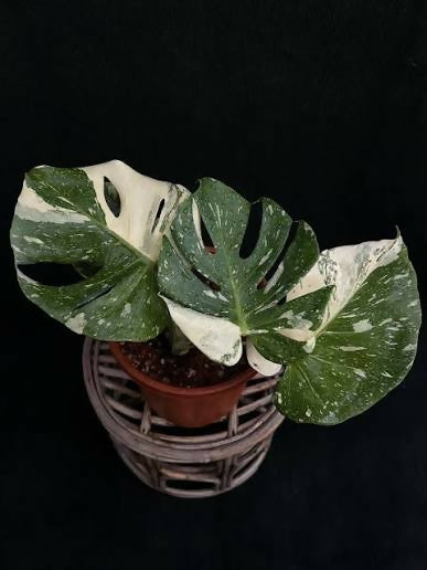Monstera Deliciosa Thai apple mutation – Rare Collector's Plant - Aloevera Greens
