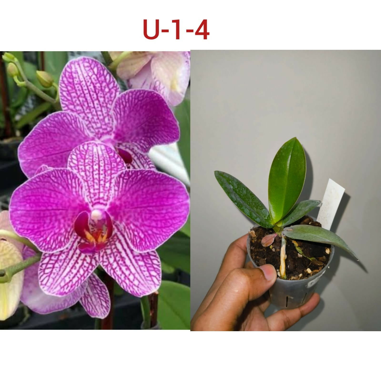 Phalenopsis-U-1-4
