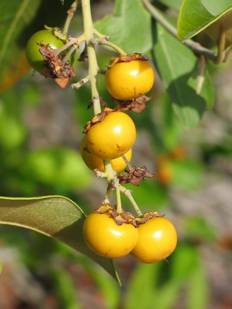 Yellow Nance Fruit Plants (Byrsonima Crassifolia)
