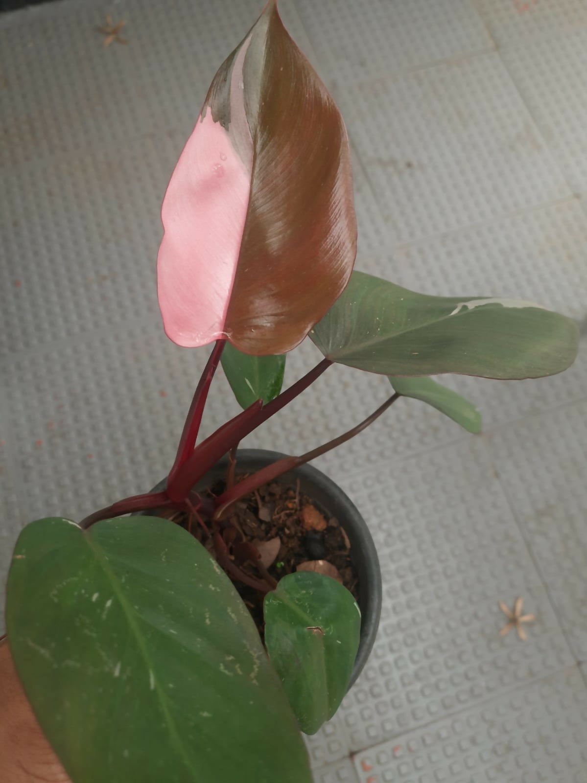 Philodendron Pink Princess Node Propagated