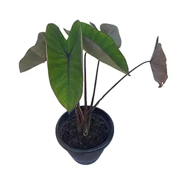 Colocasia Diamond Head