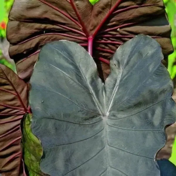 Colocasia Diamond Head