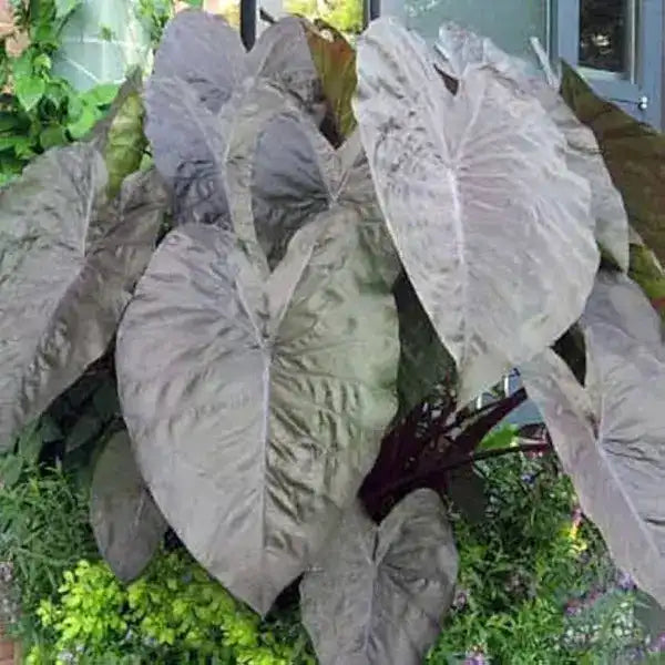 Colocasia Diamond Head