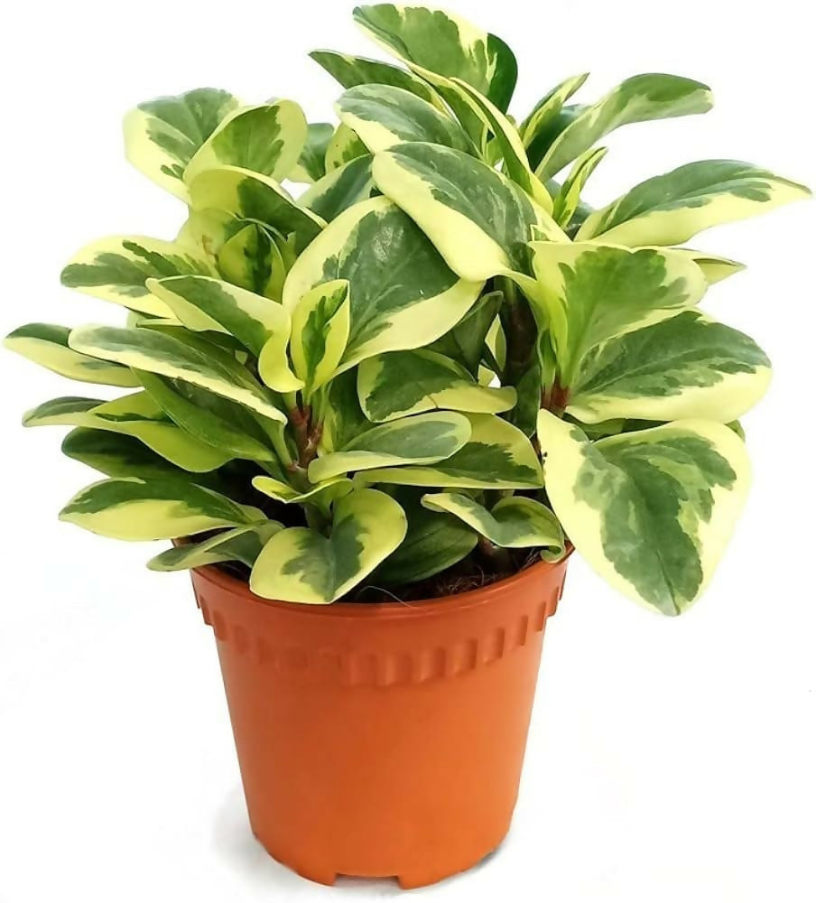 Variegated Peperomia Obtusifolia Indoor Plant