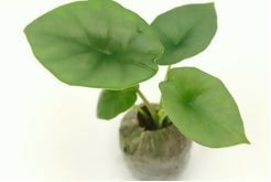 Alocasia Platinum – Exotic TC Plant - Ethereal DNA