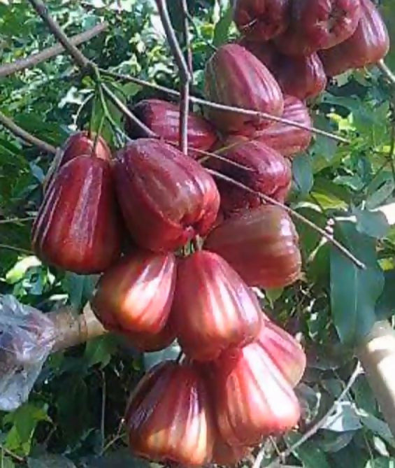 Dalhari Chamba Live plant (Syzygium Samarangense)