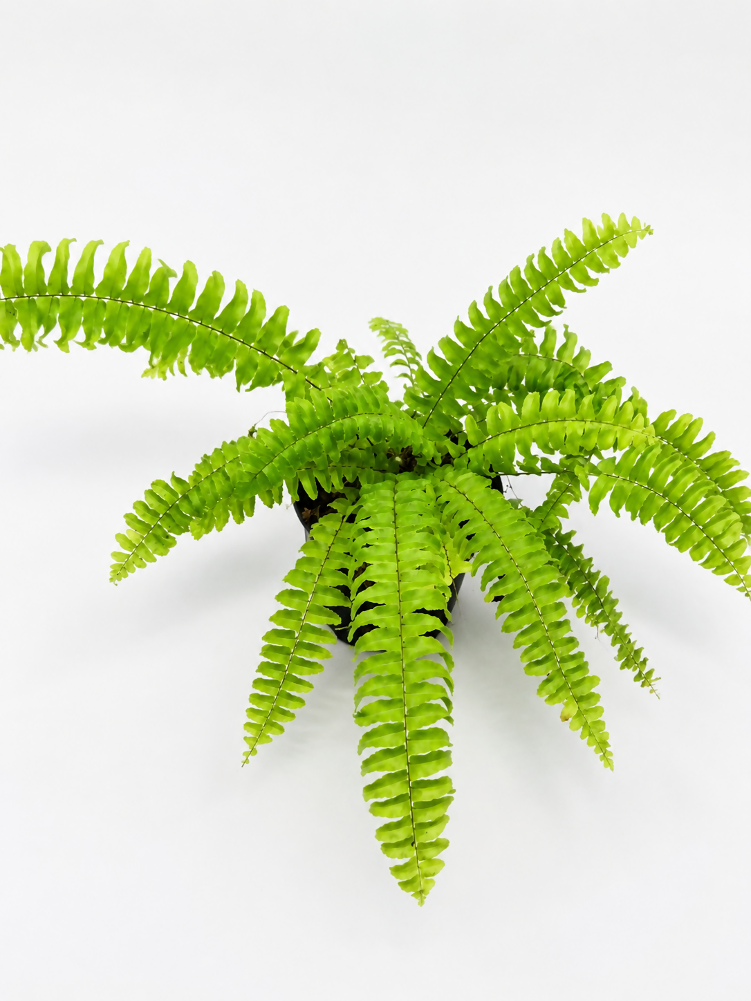 Boston Fern – Rare Starter TC Plant - Ethereal DNA