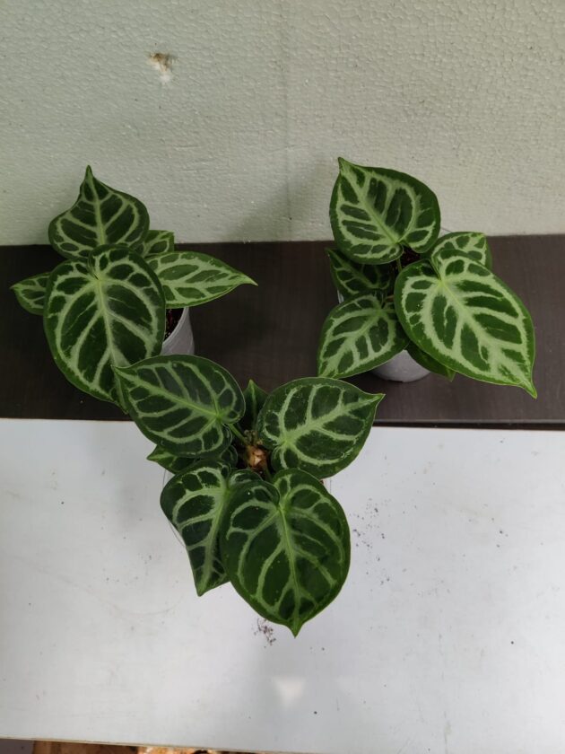 Anthurium Dorayaki domino