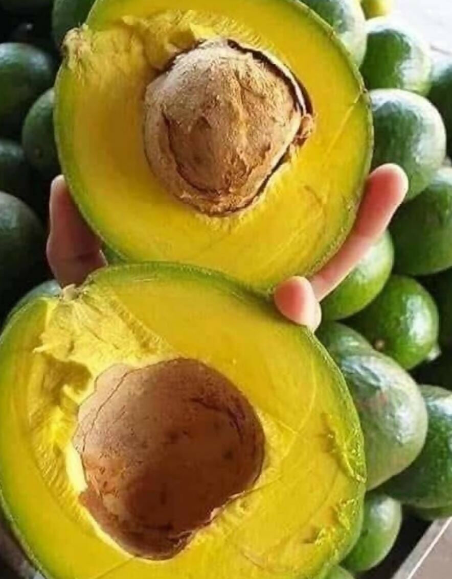 Booth Avocado – Live Grafted Exotic Fruit Tree - Keyfarm Wayanad