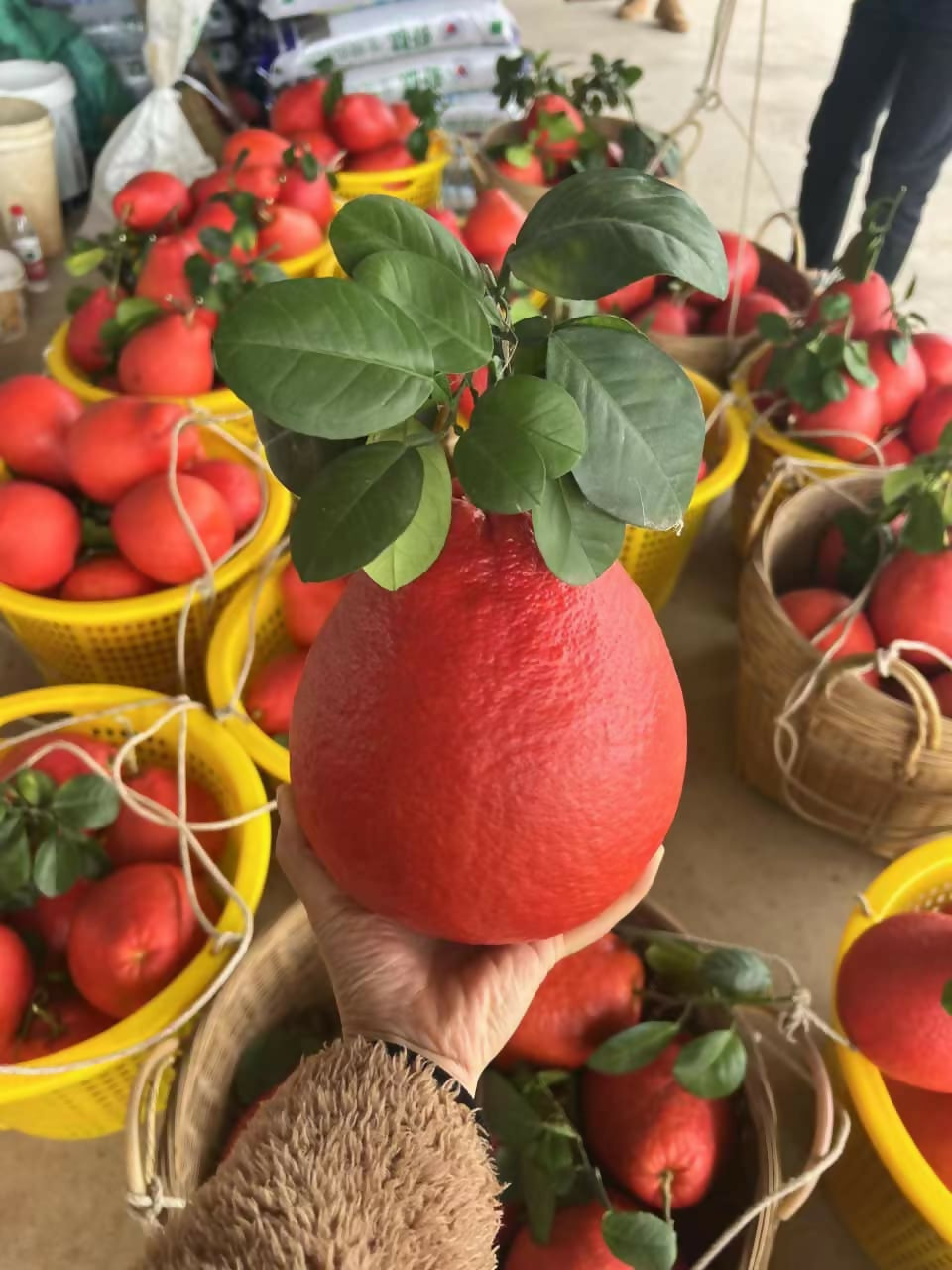 Thai red Pomelo Live Plant