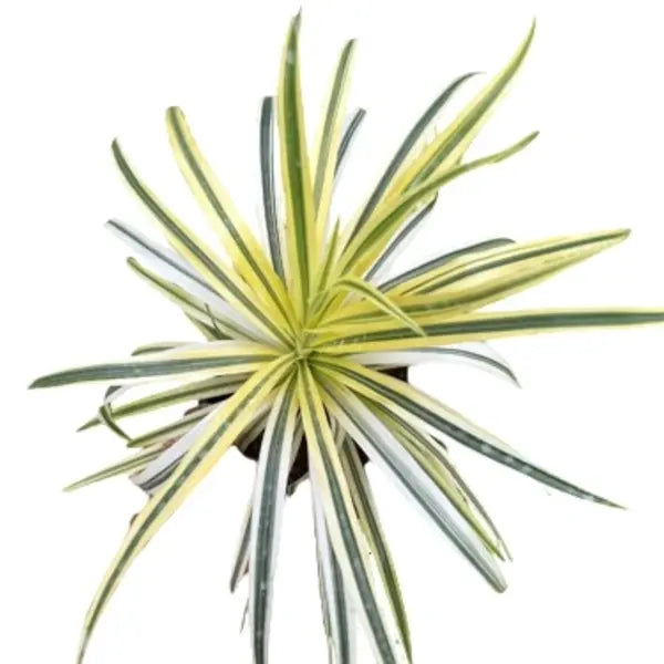 Dracaena Reflexa
