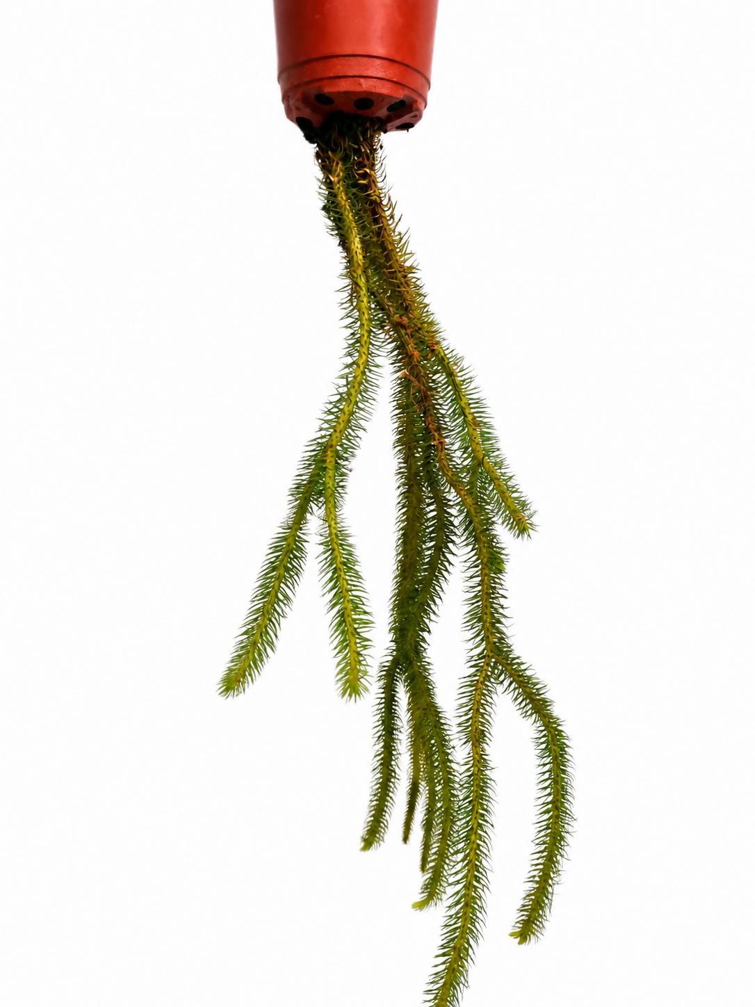 Huperzia squarrosa - Rare Fern- The Lush Flora