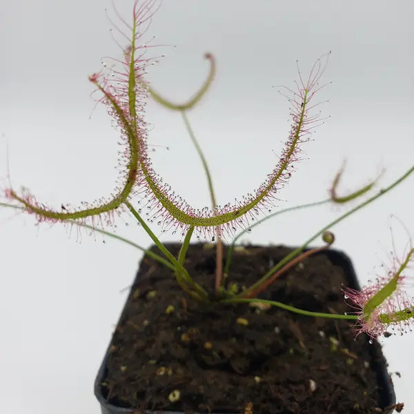 Drosera Binata Multifida