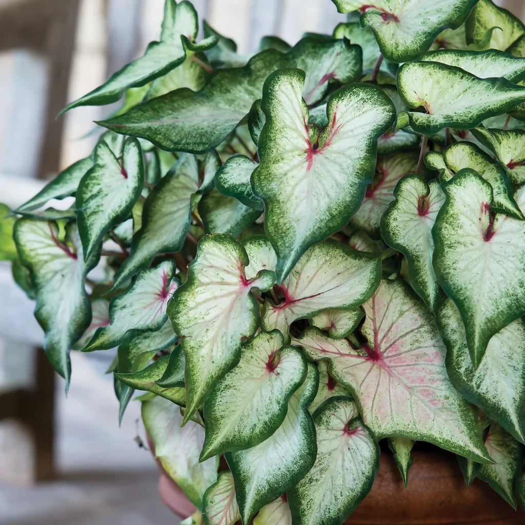 Caladium White wonder