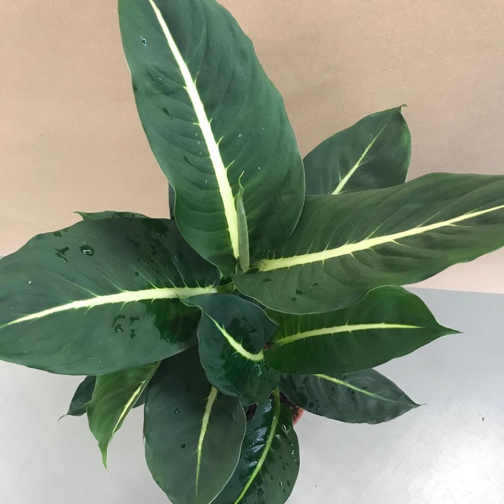 Dumb Cane Green Magic