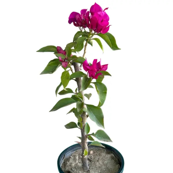Vera Deep Purple Bougainvillea- All Season Flowering