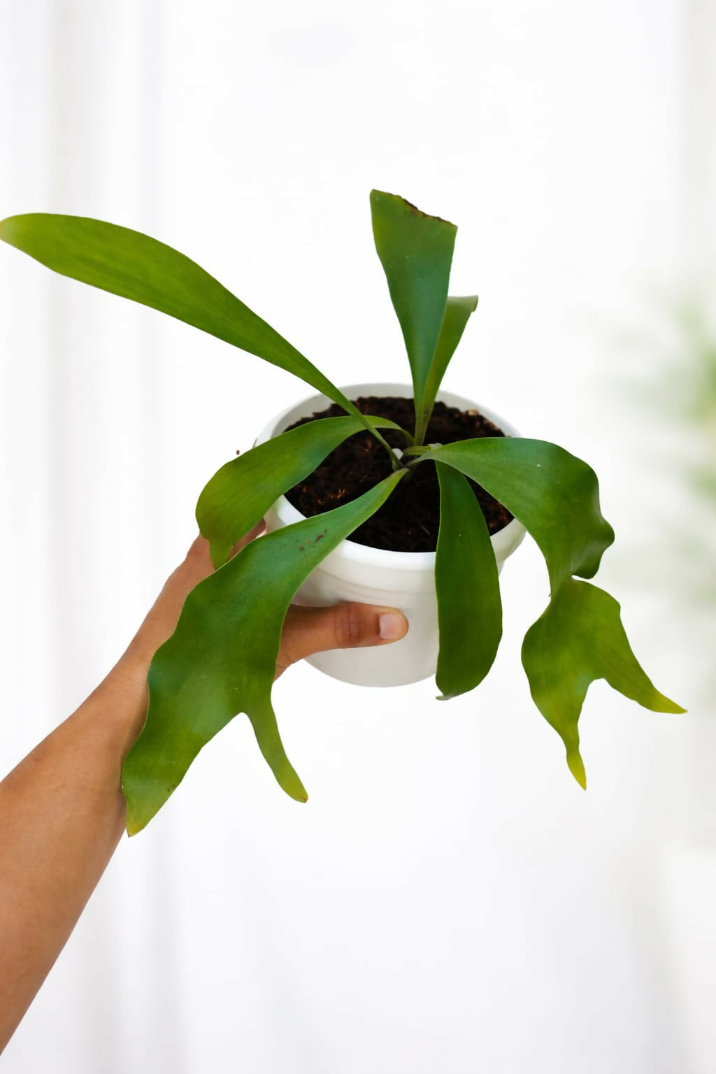 Staghorn Fern