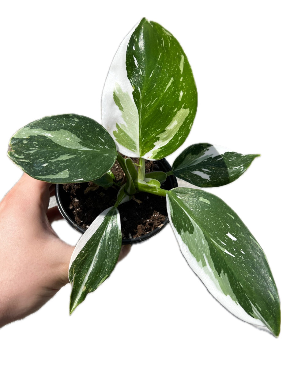 Philodendron White princess