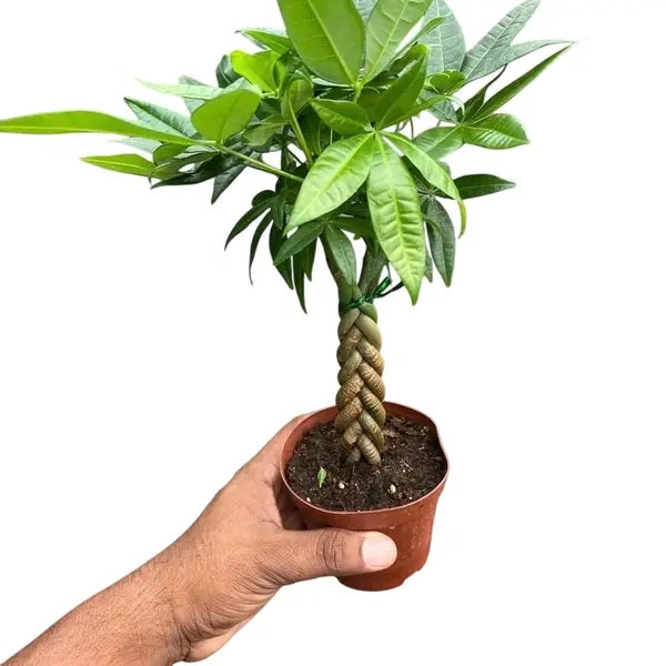 Narrow Braided Pachira