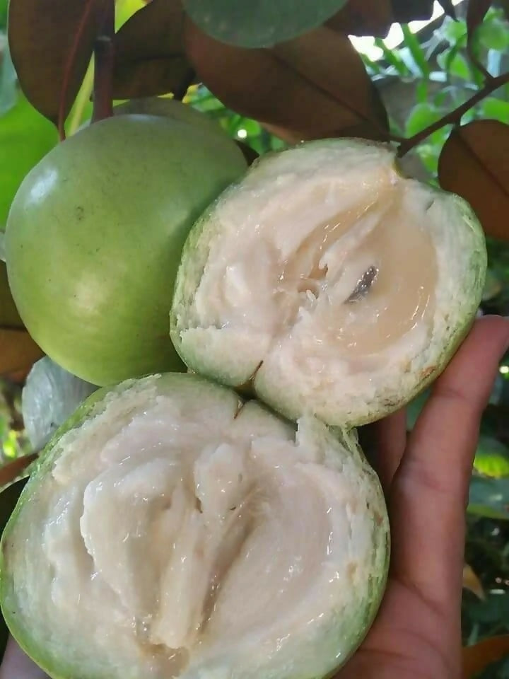 Green Star Apple fruit Plants (Chrysophyllum Cainito)
