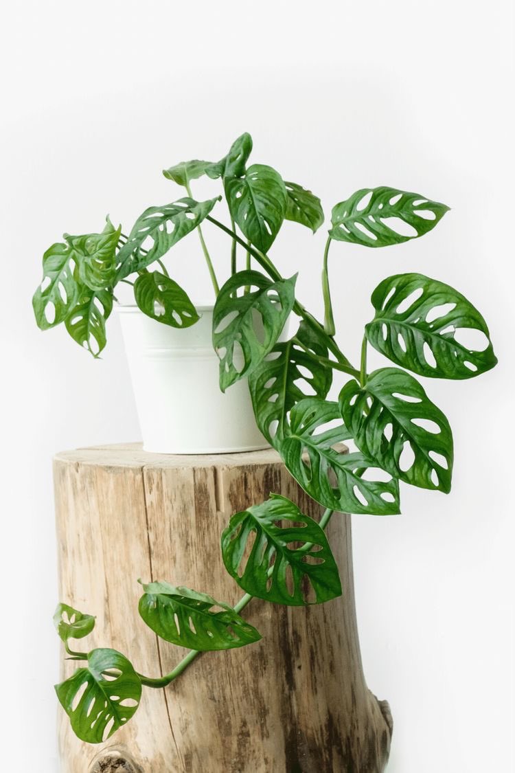 Philodendron adansonii