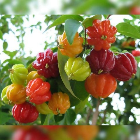 Red Surinam Cherry Fruit Plants (Eugenia Uniflora)