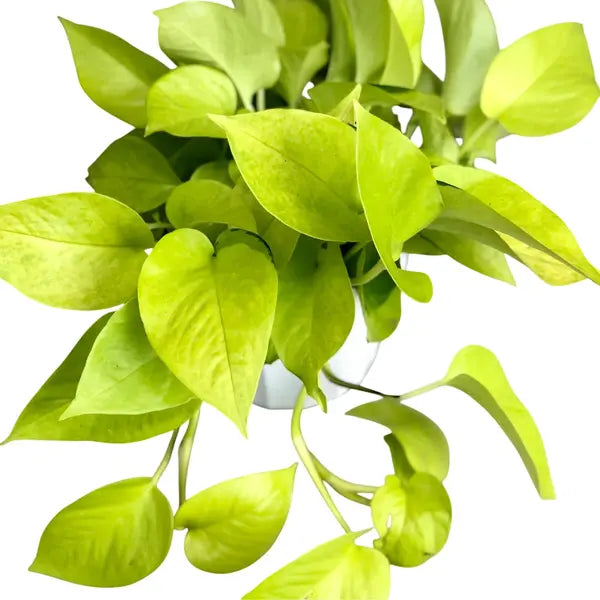 Epipremnum Aureum / Pothos Neon