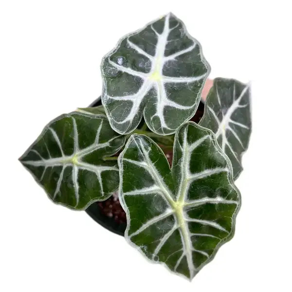 Alocasia Parasol - Rare