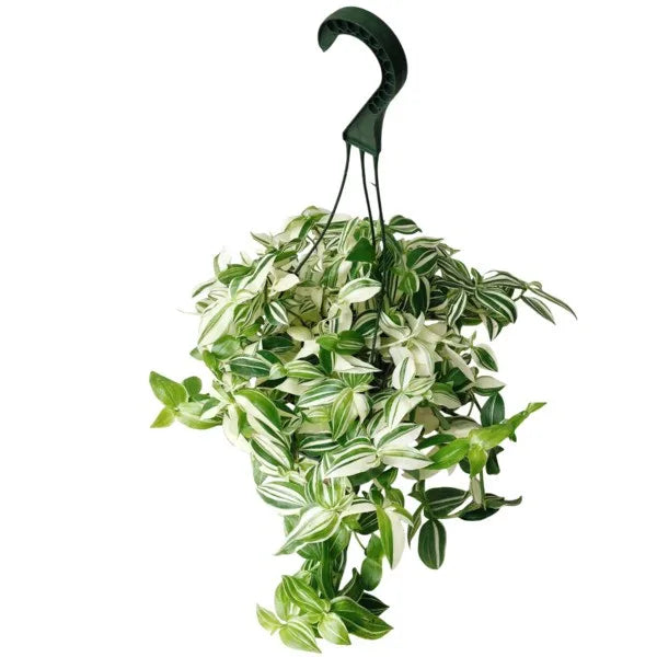 Tradescantia Fluminensis 'Variegata'