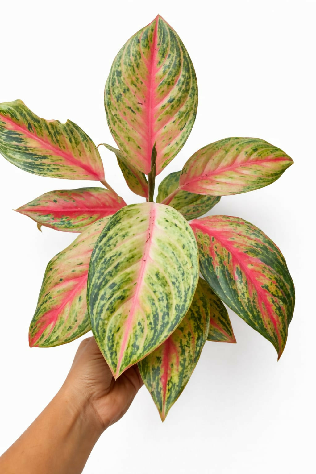 Aglaonema Golden Papaya