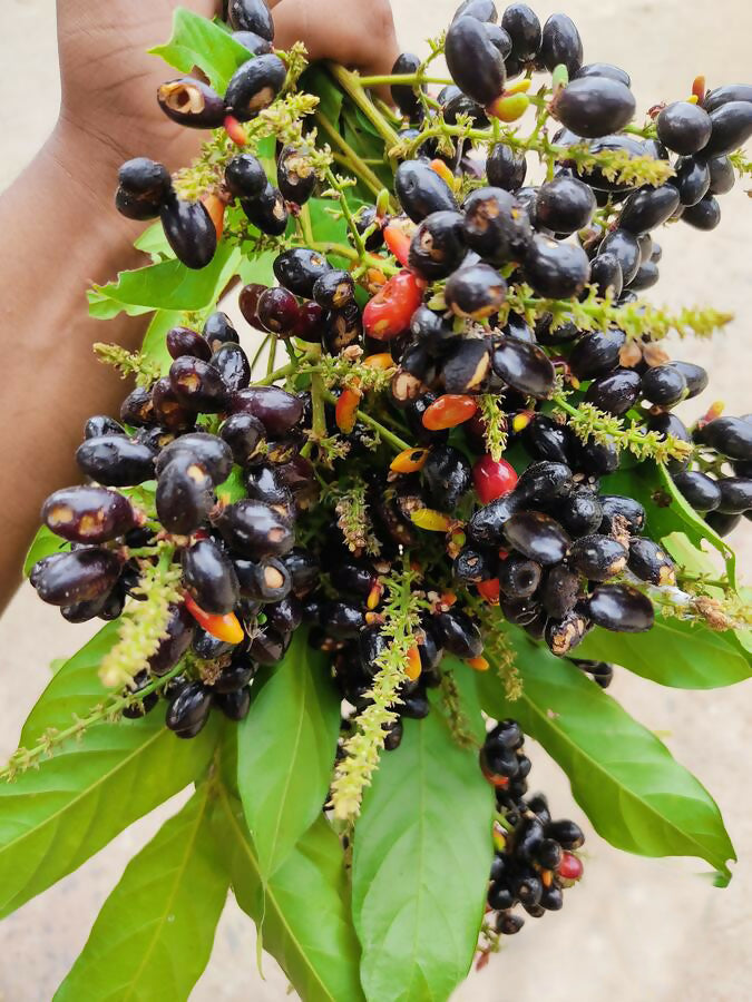 KAK JAM Fruit Plants (Lepisanthes Rubiginosa)