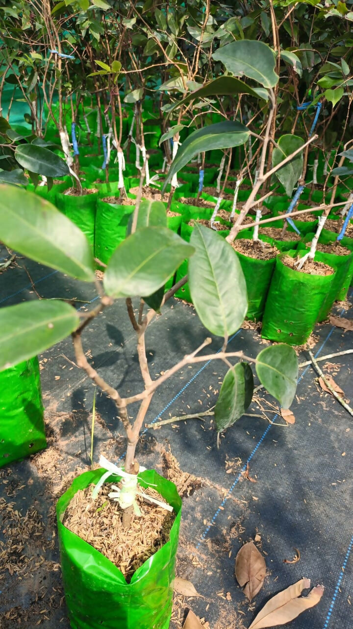 Cambuca – Live Grafted Exotic Fruit Tree - Keyfarm Wayanad