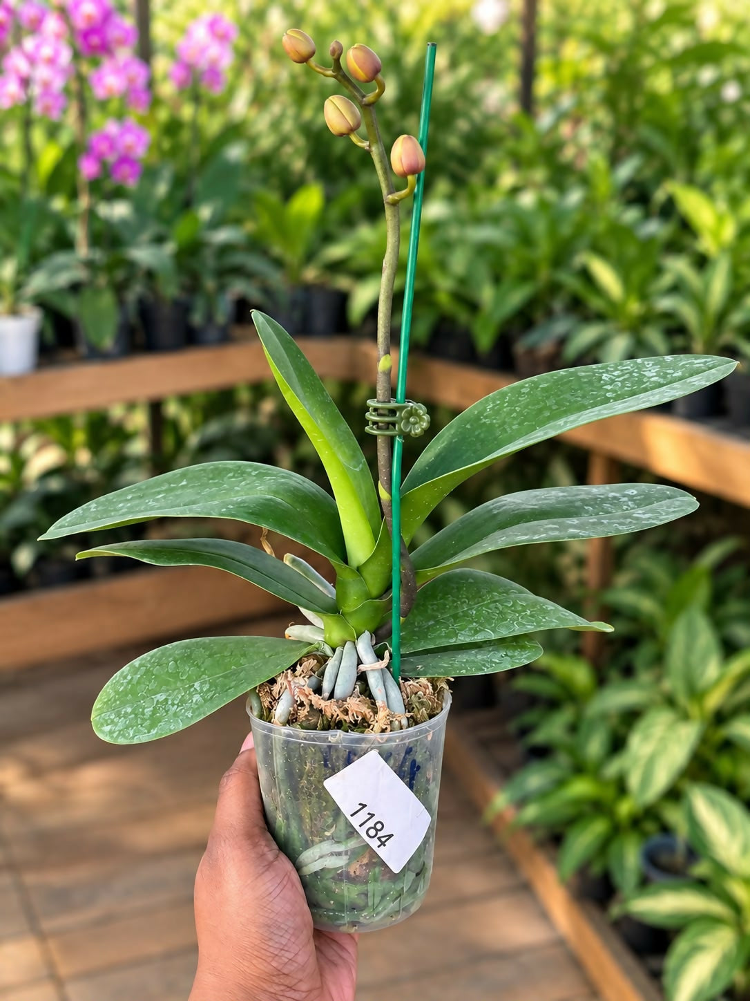 Phalaenopsis-1184
